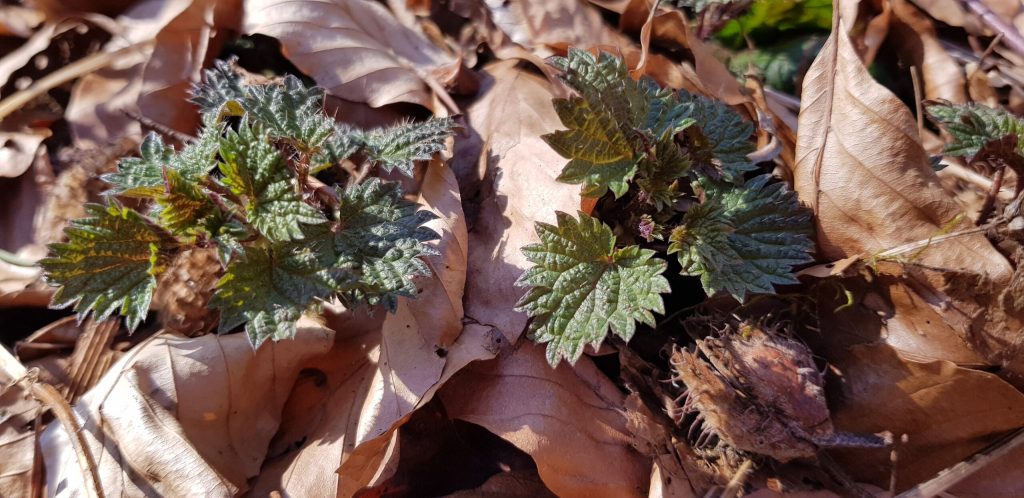 Junge Brennnesselpflanzen wachsen zwischen trockenen Herbstblättern auf dem Waldboden.