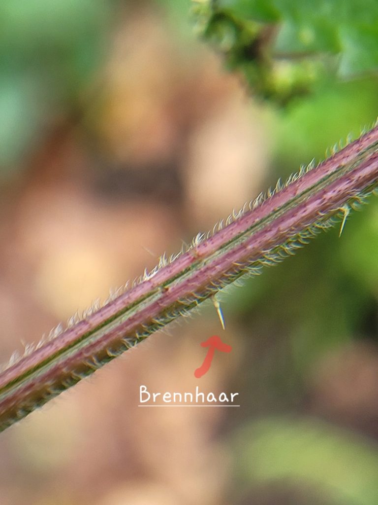 Nahaufnahme eines Stängels mit Brennhaaren der Brennnessel, ein roter Pfeil zeigt auf ein einzelnes Brennhaar mit der Beschriftung 'Brennhaar'.