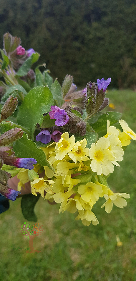 Handstrauß mit gelben Schlüsselblumen und violetten Lungenkrautblüten vor unscharfem Waldhintergrund.