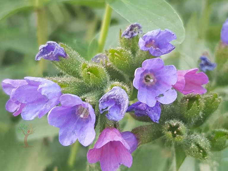 Nahaufnahme von violetten und rosa Blüten des Lungenkrauts (Pulmonaria officinalis) mit behaarten grünen Kelchblättern.