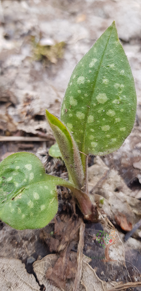Nahaufnahme eines Lungenkraut-Blatts (Pulmonaria officinalis) mit charakteristischen hellen Flecken auf der Blattoberfläche, das aus dem Boden wächst.