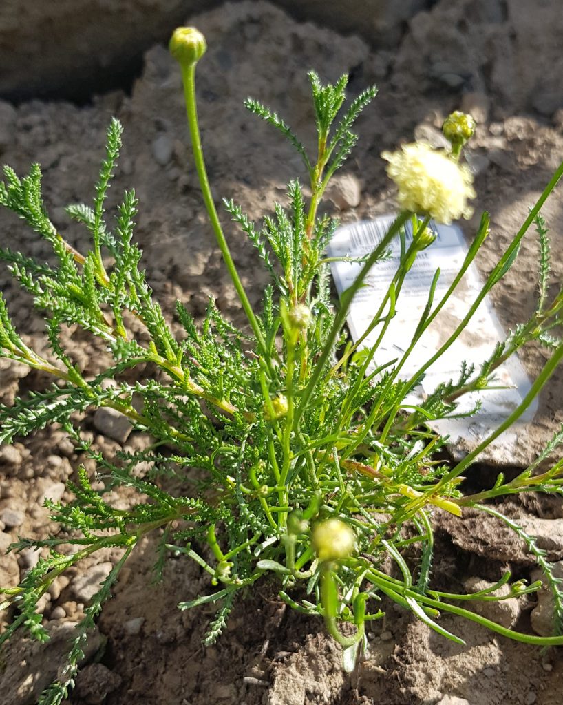Kleine Santolina viridis-Pflanze mit feingliedrigen Blättern und mehreren gelblichen Blütenknospen in einem Kräuterspiralen-Beet.