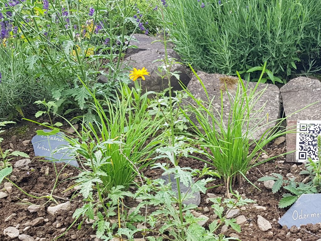 Kräuterspirale mit verschiedenen Pflanzen, darunter Schnittknoblauch, mit kleinen Beschriftungsschildern und Steinen im Hintergrund.
