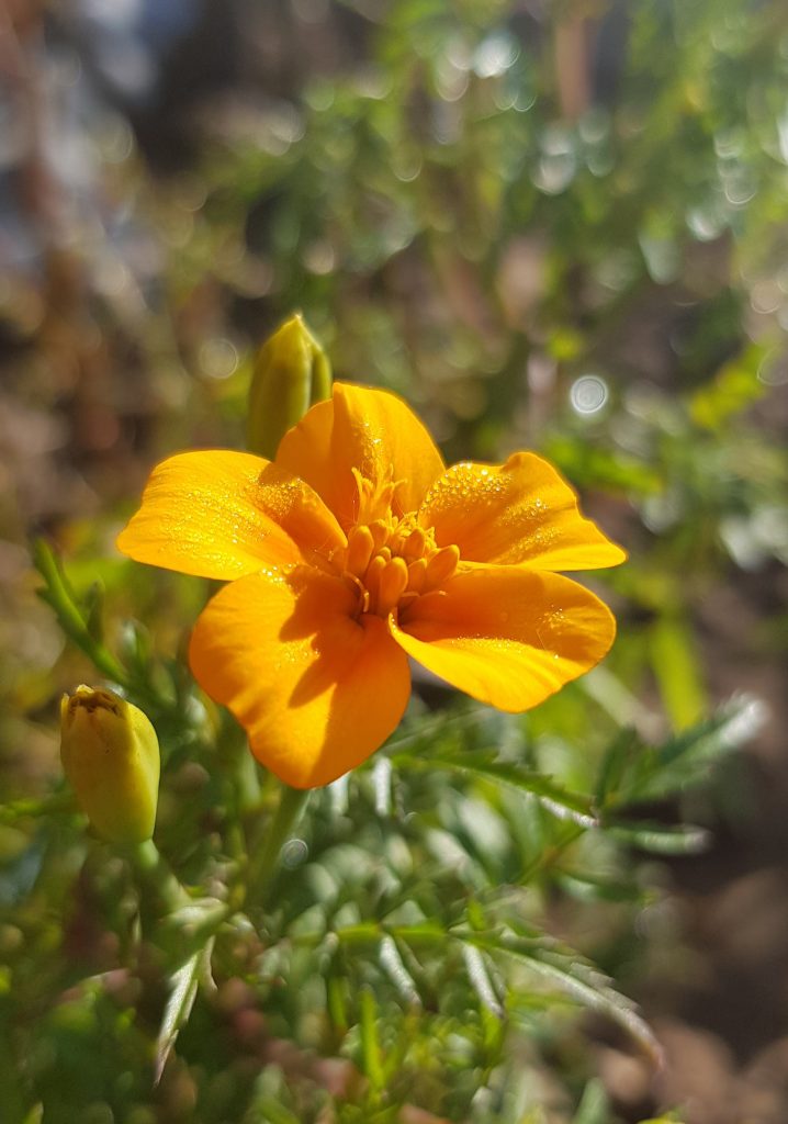 Nahaufnahme einer leuchtend orangefarbenen Blüte der Gewürztagetes (Tagetes tenuifolia) mit feingliedrigen Blättern im unscharfen Hintergrund.