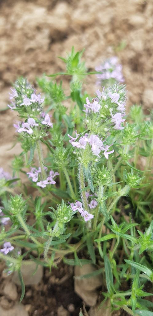 Nahaufnahme von Orangenthymian mit kleinen, zartrosa Blüten und grünen Blättern auf Erde.