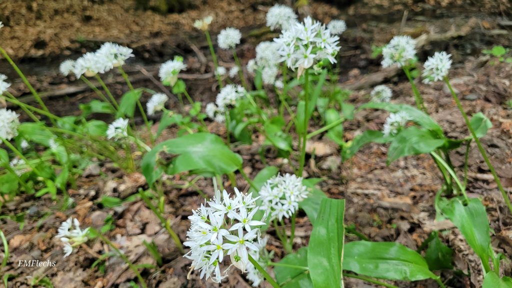 Bärlauch am Naturstandort weiße Bärlauchblüten auf welkendem Laub im Wald
