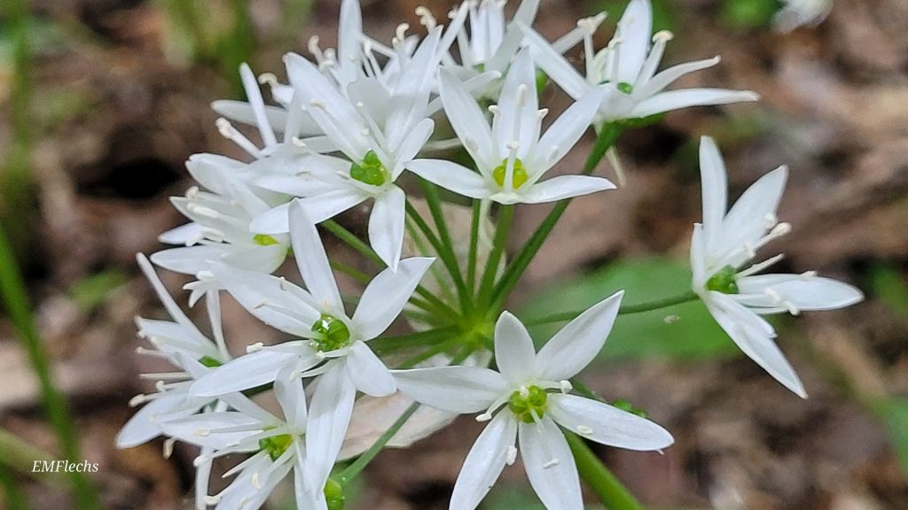 Nahaufnahme mehrerer weißer Bärlauchblüten mit grünen Staubgefäßen vor unscharfem Waldboden.