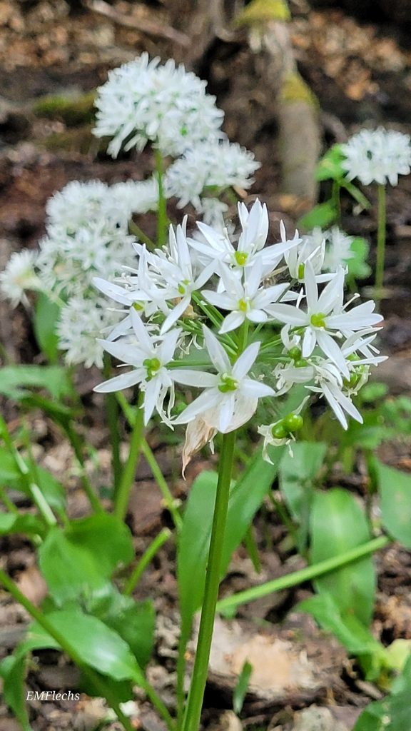 Nahaufnahme von weißen Blüten des Bärlauchs mit grünen Blättern und unscharfem Waldboden im Hintergrund.