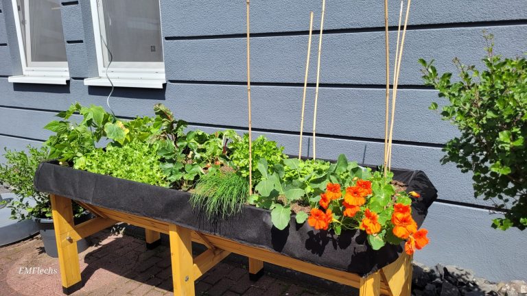 Bepflanztes Hochbeet mit Kapuzinerkresse und Kräutern vor grauer Hauswand, Workshop Kita Grundschule Pflegeheim Naturerleben
