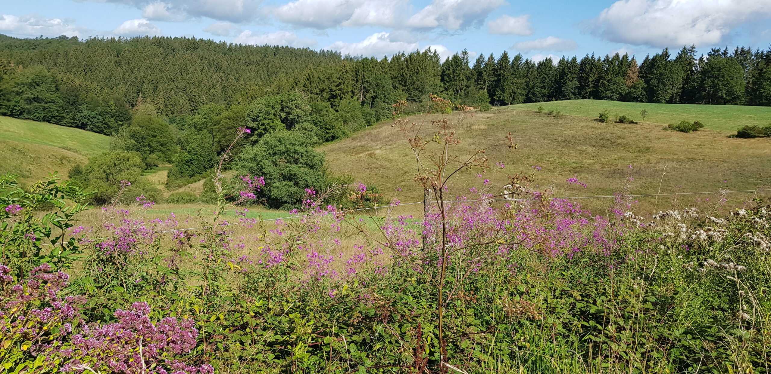 leicht hügelige Landschaft, vorne Wiesen und pink-violette Blüten vom Weidenröschen im Hintergrund Wald