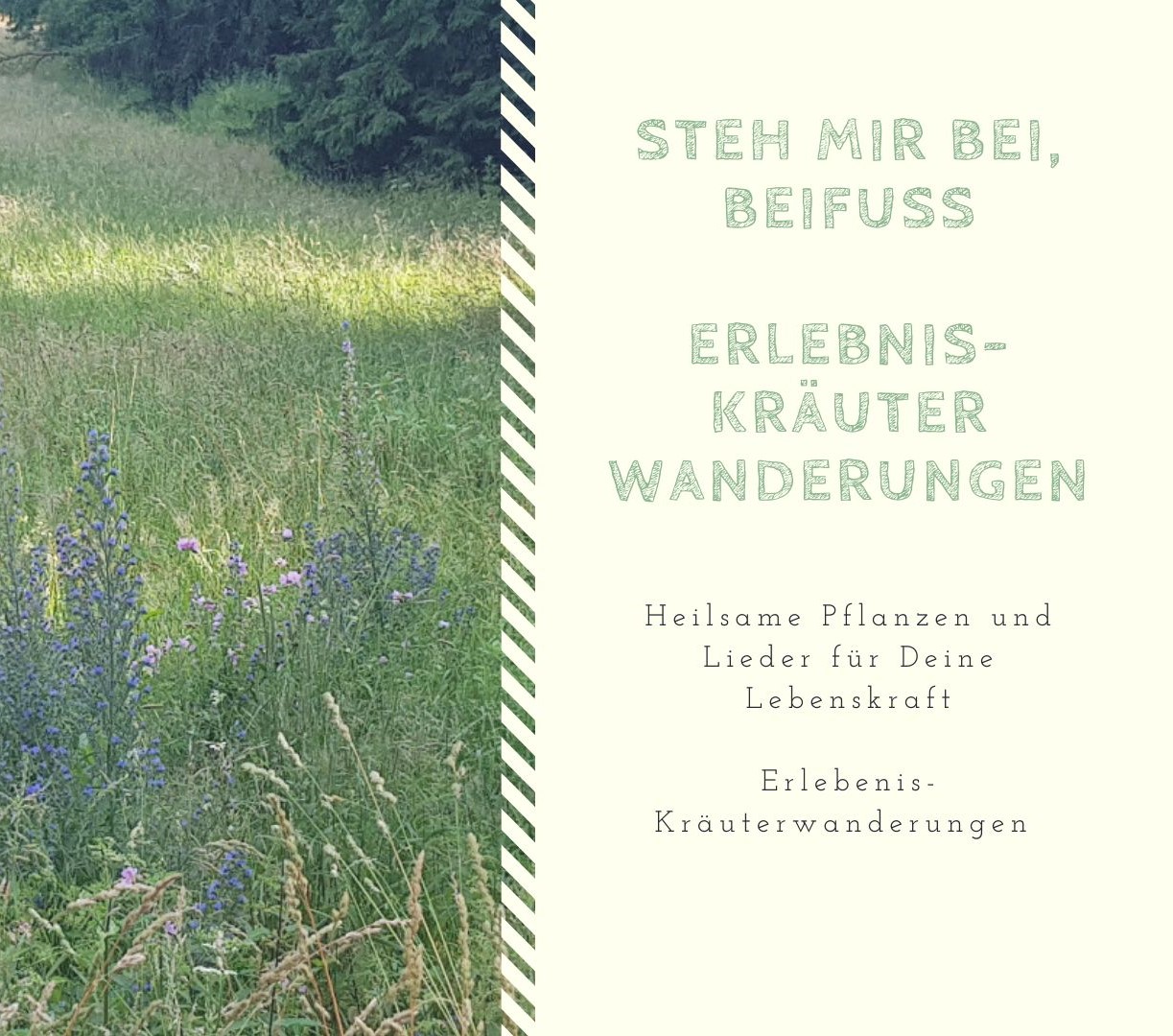 Wiese mit blühenden Kräutern neben Text zu Erlebnis-Kräuterwanderungen mit heilenden Pflanzen und Liedern