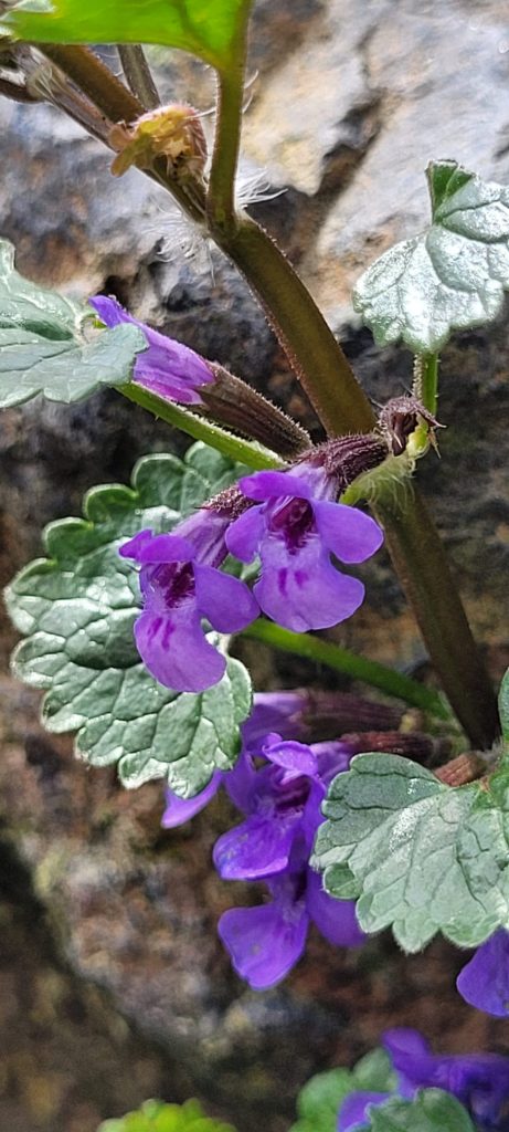 Blauviolette Blüten vom Gundermann mit grünen, herzförmigen Blättern wachsen an einem Stein