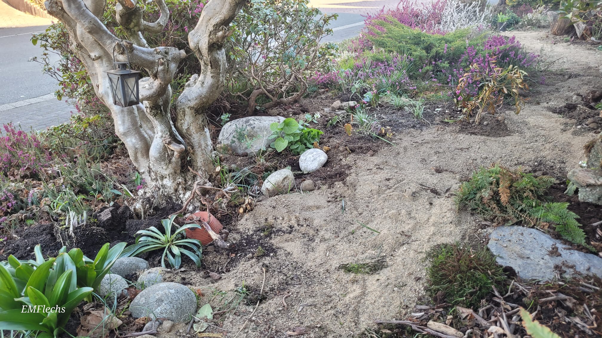 Sandweg, der durch ein Beet mit Heidepflanzung führt; aufgeastete Sträucher - Projekt Heidegarten