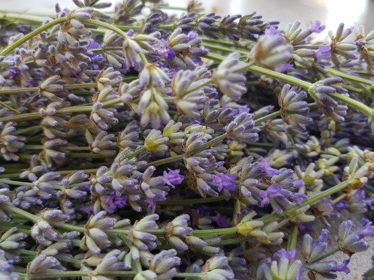 Nahaufnahme von Lavendelzweigen, verwendet im Pflegeheim für Senior:innen zur Unterstützung des Gedächtnistrainings und Erinnerungsweckens