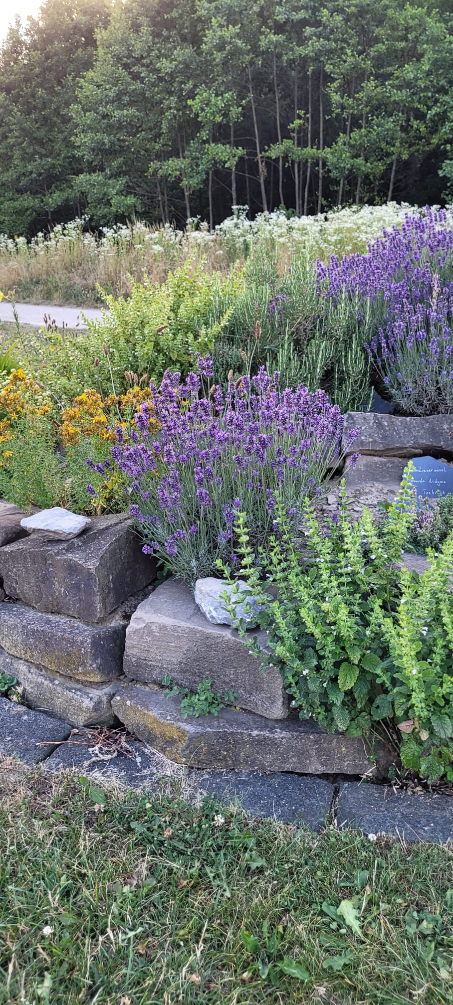Kräuterspirale mit verschiedenen Heil- und Küchenkräutern wie Lavendel, Salbei und Minze, umgeben von Wald im Hintergrund