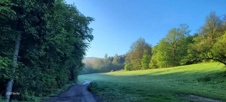 Waldweg am Morgen mit Tau auf der Wiese, umgeben von Bäumen, im Kontext von Waldbaden Shinrin Yoku