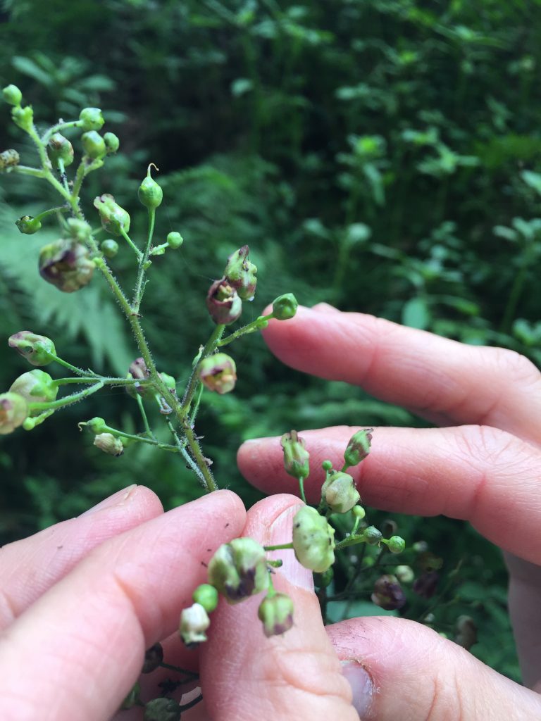 Hände halten Blütenstände der Braunwurz, aufgenommen im Kräuterkurs 'Wild- und Heilpflanzen sicher bestimmen'