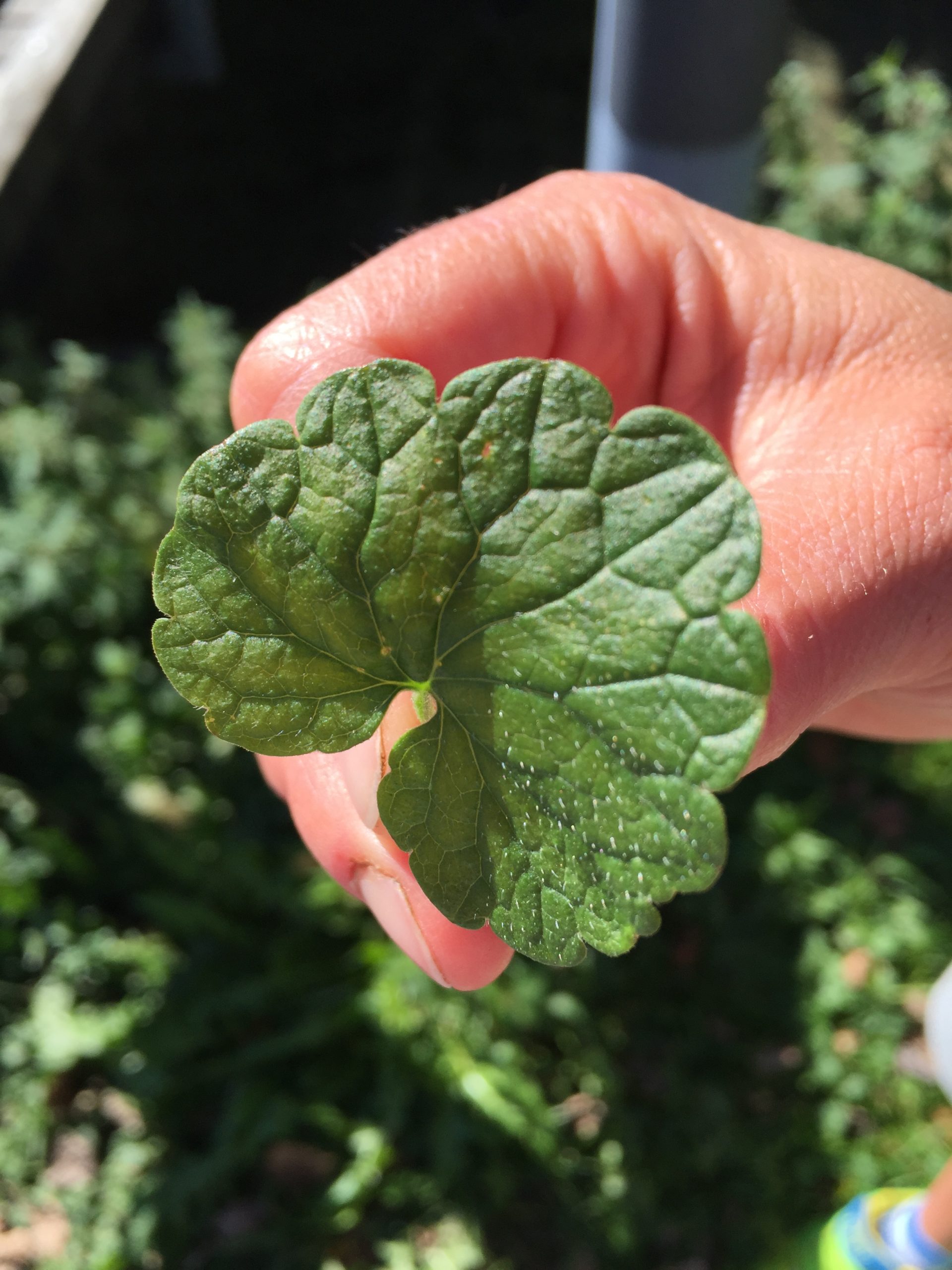 Hand hält ein rundes, grün geädertes Gundermann-Blatt während einer Kräuterwanderung