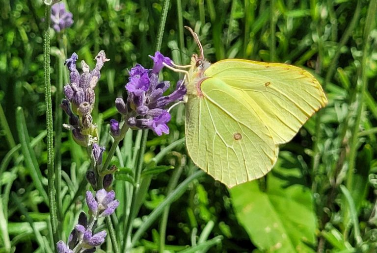 Eine gelbe Schmetterlingsart sitzt auf einer lila Lavendelblüte. Im Hintergrund sind grüne Pflanzen sichtbar.