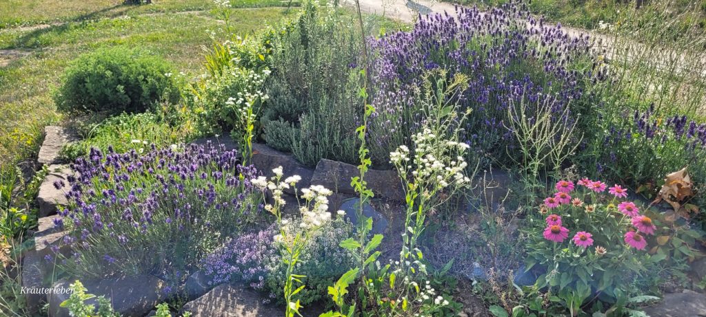 Kräuterspirale mit verschiedenen Pflanzen, darunter Lavendel, Erigeron und Echinacea, angeordnet in einem steinumrandeten Beet.
