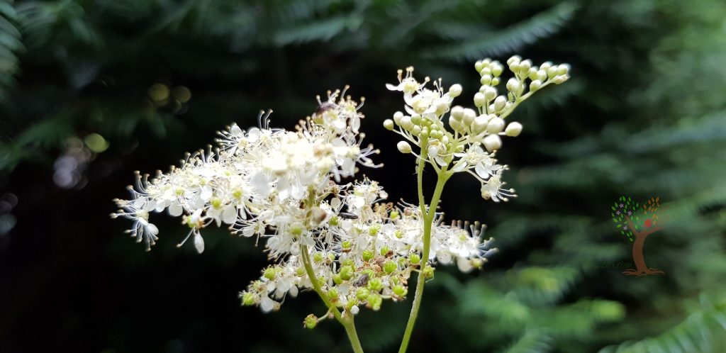 Nahaufnahme einer weißen Mädesüß-Blüte mit mehreren kleinen Blütenständen vor unscharf grünem Hintergrund.