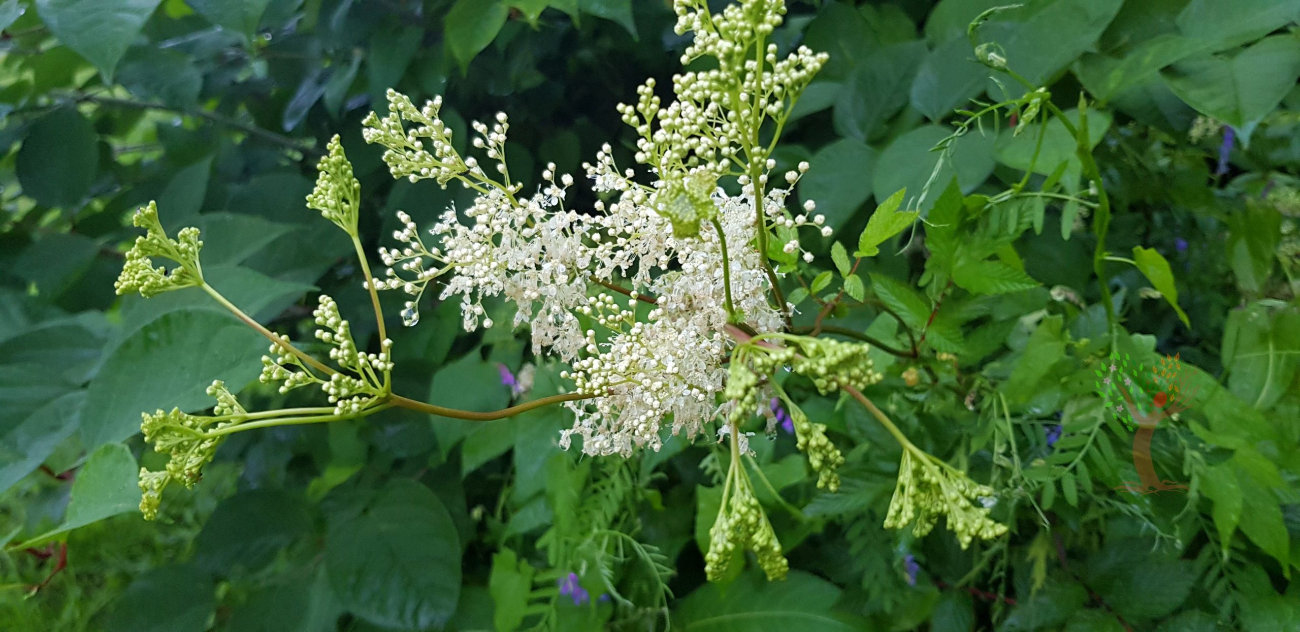 Nahaufnahme einer weißen Mädesüß-Blüte mit zahlreichen kleinen Blütenständen vor grünem Laub.