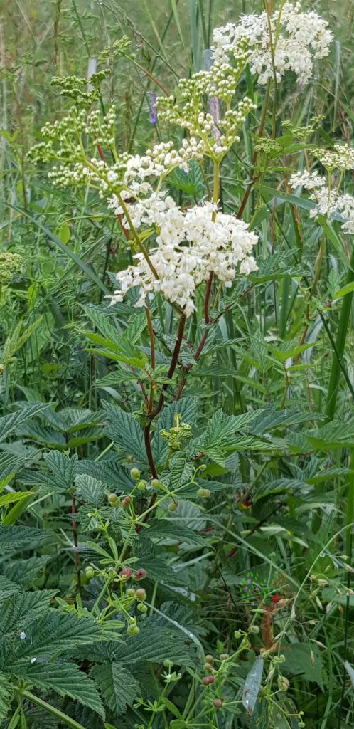 Mädesüß-Pflanze mit gefiederten Blättern und weißen Blütendolden aufrecht stehend in natürlicher Umgebung.